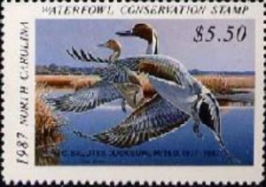 Northern pintail (Anas acuta)