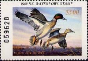 Green-winged teal (Anas carolinensis)