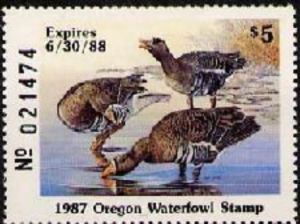 Greater white-fronted goose (Anser albifrons)