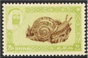 Snail (Vivipara fasciata)