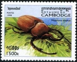 Elephant Beetle (Megasoma elephas)