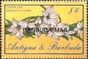 Zephyr Lily (Zephyranthes candida) - Overprinted