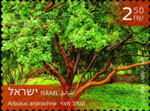 Strawberry Tree (Arbutus andrachne)