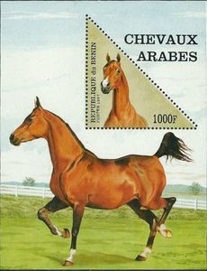 Horse (Equus ferus caballus)