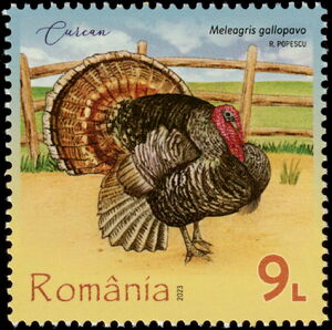Turkey (Meleagris gallopavo)