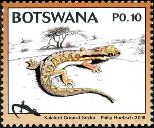 Kalahari Ground Gecko (Pachydactylus wahlbergii)