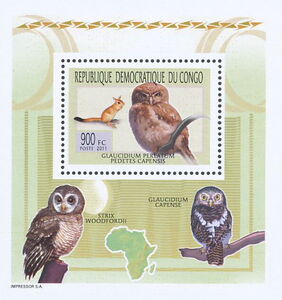 Glaucidium perlatum, Pedetes capensis and other Owls