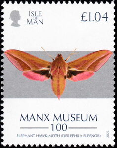 Elephant Hawk Moth (Deilephila elpenor)