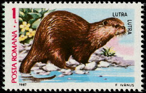 Eurasian Otter (Lutra lutra)