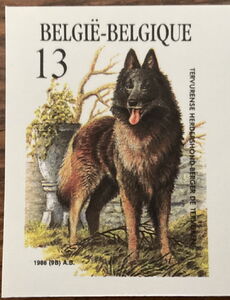 Belgian Shepherd - "Tervuren" (Canis lupus familiaris)