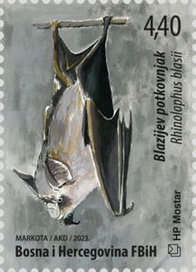 Mediterranean Long-Eared Bat (Plecotus kolombatovici)