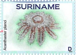 Crown-of-thorns Starfish (Acanthaster planci)