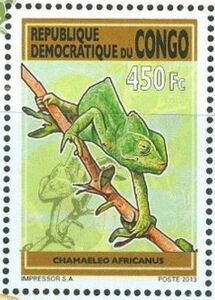 Sahel Chameleon (Chamaeleo africanus)