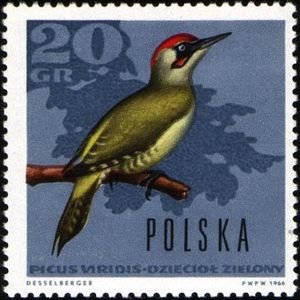 European Green Woodpecker (Picus viridis)