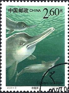 Baiji (Lipotes vexillifer)