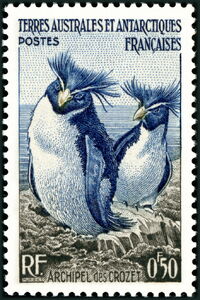 Rockhopper Penguin (Eudyptes crestatus)