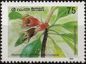 Germanating Mangrove Flower