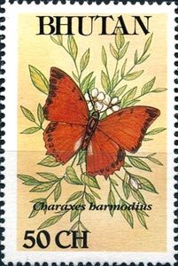 Emperor Butterfly (Charaxes harmodius)