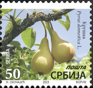 Pear, Pyrus domestica L. (dated 2023)