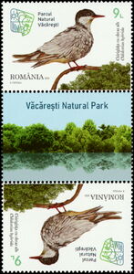 Whiskered Tern (Chlidonias hybrida)