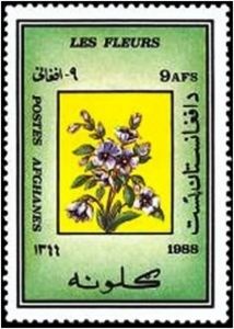 Common Myrtle (Myrtus communis)