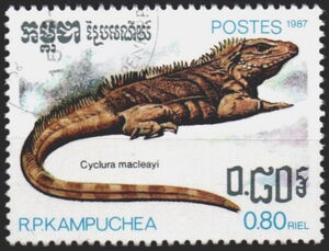 Blue Iguana (Cyclura macleayi)