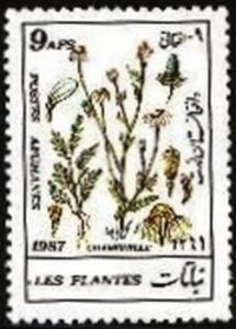 Camomile (Matricaria chamomilla)