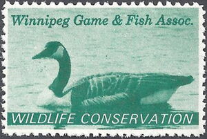 Canada goose (Branta canadensis)