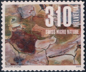 Tree Bark: Plane Tree