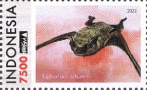 Indonesian Tomb Bat (Taphozous achates)