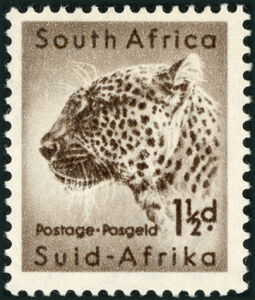 Leopard (Panthera pardus)