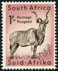 Greater Kudu (Tragelaphus strepsiceros)