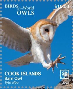 Barn Owl (Tyto alba)