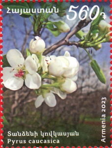 Caucasian Pear (Pyrus caucasica)