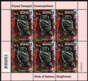 Eurasian Pygmy Owl (Glaucidium passerinum)