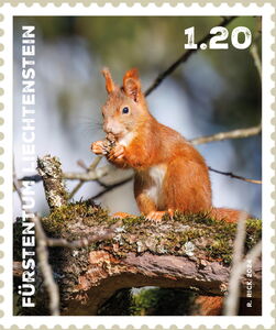 Eurasian red Squirrel (Sciurus vulgaris)