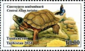 Central Asian Tortoise
