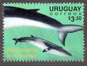 Antarctic Minke Whale (Balaenoptera acutorostrata)