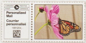 Monarch Butterfly on pink flower