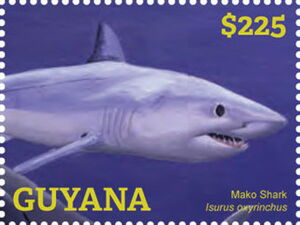 Mako Shark (Isurus oxyrinchus)