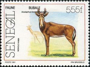 Western Hartebeest (Alcelaphus buselaphus major) of Niokolo-