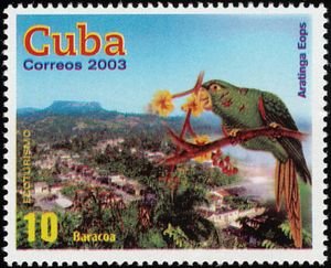 Cuban Parakeet (Aratinga eops), Baracoa