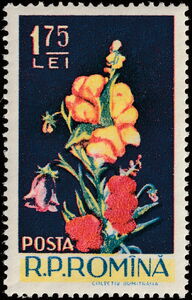Antirrhinum majus, Campanula sp.