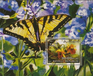 Butterflies and Orchids