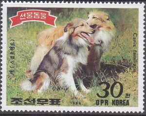 Collie (Canis lupus familiaris)