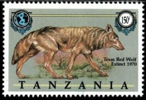 Texas Red Wolf (Canis rufus)