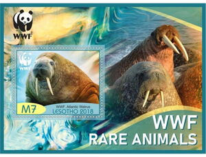WWF Atlantic Walrus