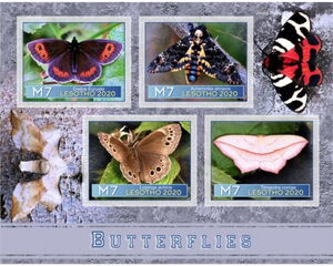 Fauna Butterflies I