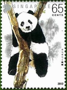 Giant Panda (Ailuropoda melanoleuca)