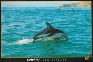 Dolphins NZ